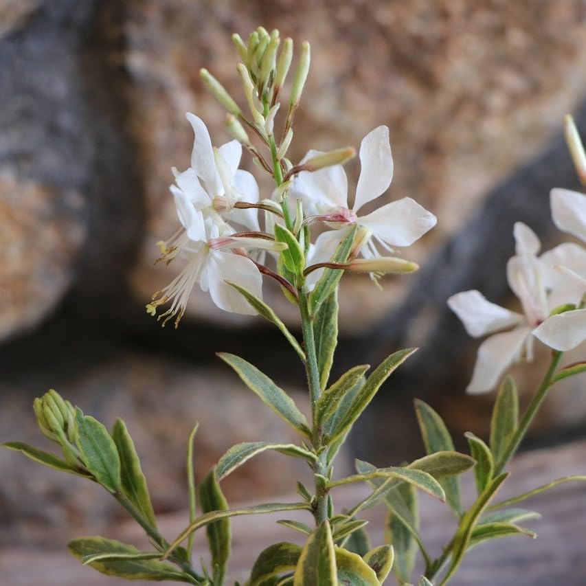 ボウラン白斑白花 花付き】白花ヘツカラン・カンポウラン6寸鉢 | hanazukin（花ずきん