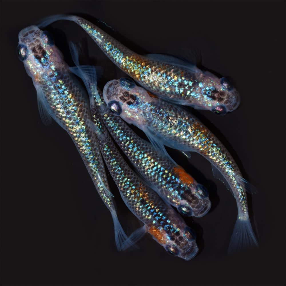 メダカファーム本陣 （西郷めだか様購入個体）ユリ王F5（ユリシスx