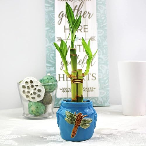 Miniatura 9 de Arreglos de bambú de la suerte de 3 tallos con dos botellas de fertilizante de bambú de la suerte Paquete de 10 arreglos Plantas