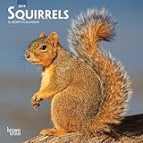 Squirrels 2019 Calendar