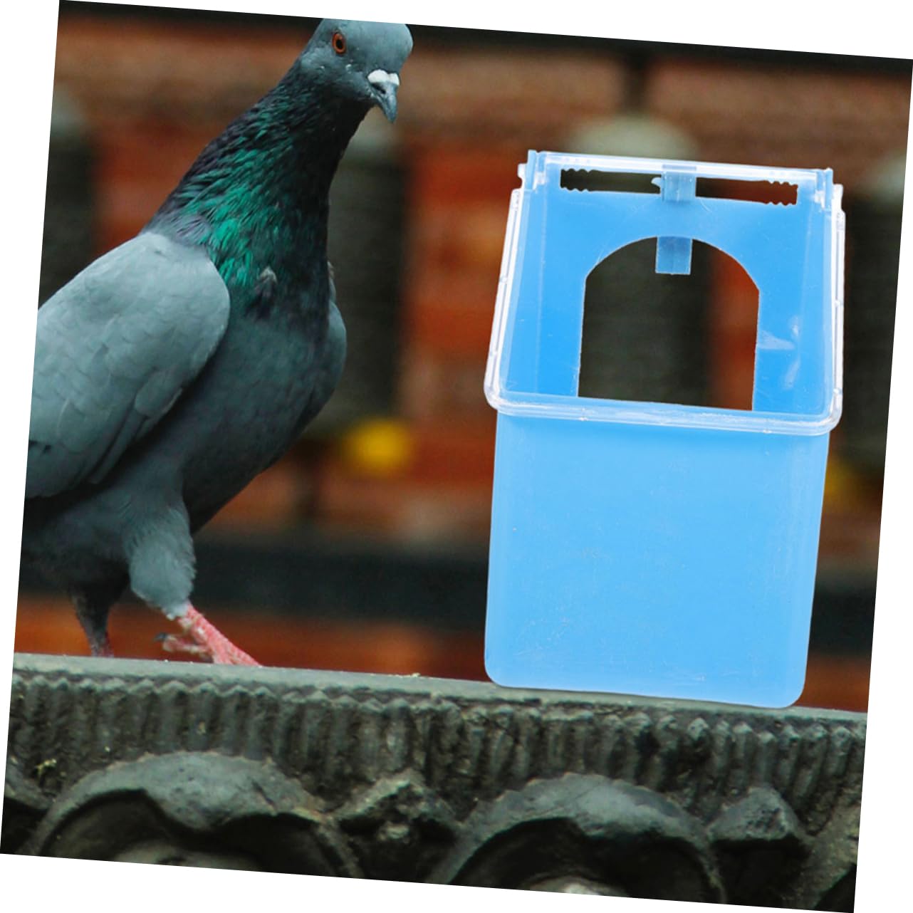 Kichvoe 4 Mangiatoia Appendibile per Uccelli e Piccioni da Contenitore Alimentare Portatile Antiscivolo per Gabbie per Quaglie Pappagalli e Passeriformi Resistente e Lavabile