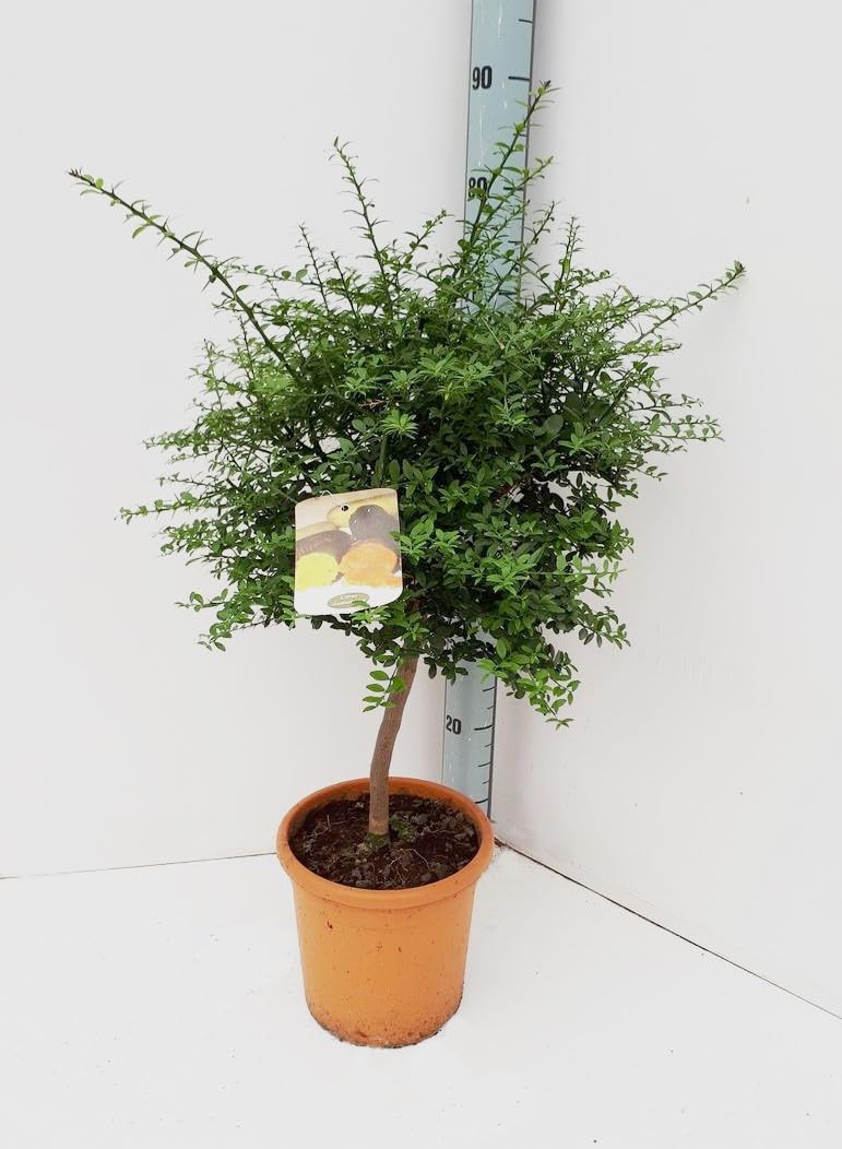 Limone Caviale "Citrus Australasica" Pianta Di Finger Lime Rosso In Vaso¸18 Cm