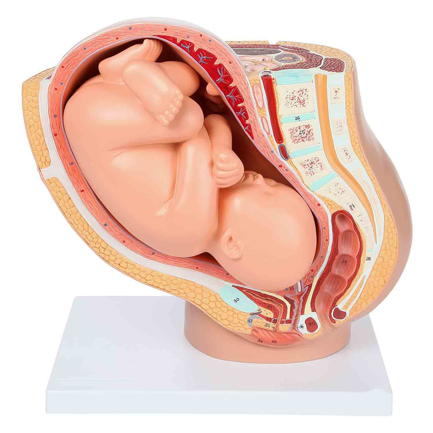 Xiaoxu Modelo anatómico de Pelvis para el Embarazo. Modelo didáctico para partería. Incluye un Modelo de feto a término extraíble, anatomía de la Placenta y más de 40 Puntos de Referencia anatómicos.