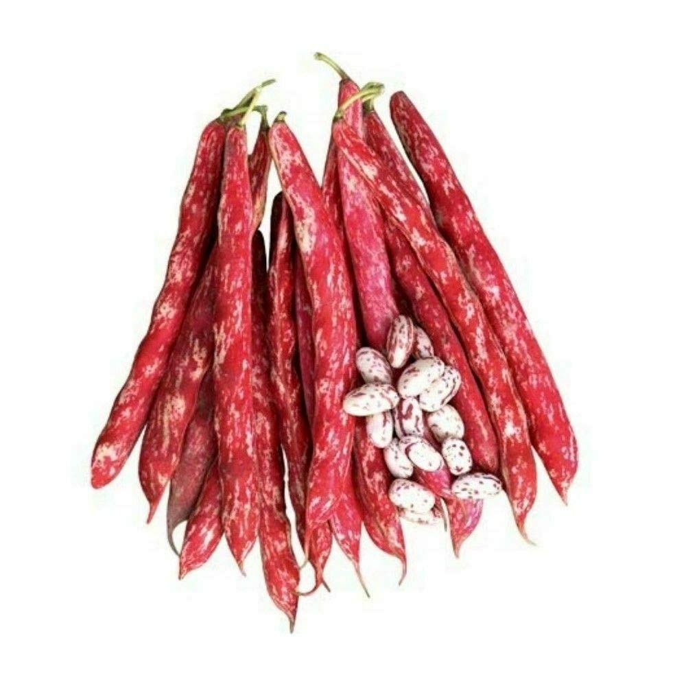 GPPX Red Borlotti Bean - Phaseolus Vulgaris 'Borlotto Firetongue' Vegetable Seeds, Also Known as Kidney Bean Home Garden Planting by Heavy Torch, 15 Seeds