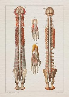 Anatomy MONKEY CEREBROSPINAL FLUID print SRA3 12x18 conqueror laid paper