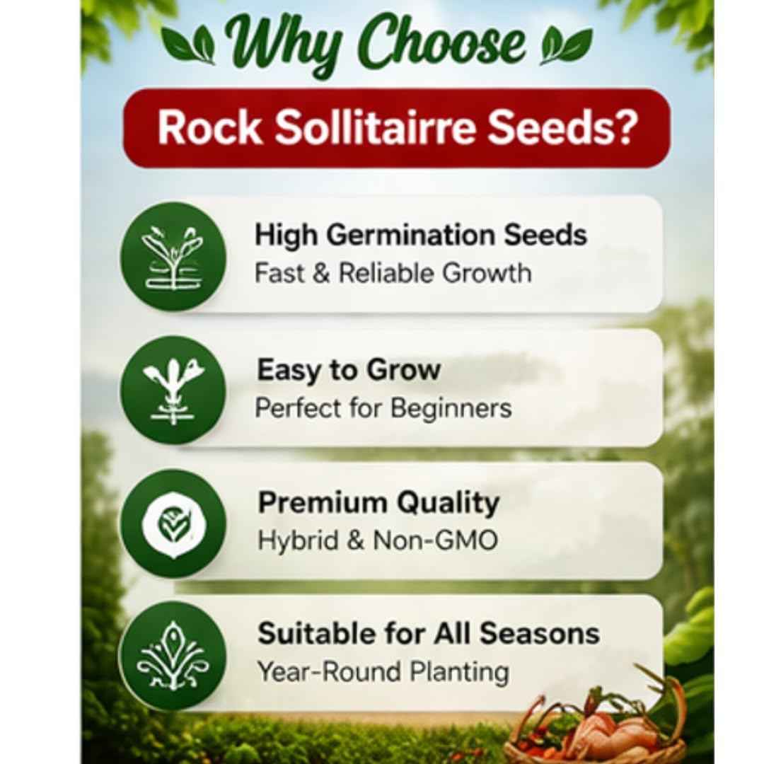 Saphirre Seeds Compatible Brand Rock Sollitairre Vegetable Seeds Combo Pack | 260+ Seeds | 6 Varieties | Cherry Tomato, Broccoli, Capsicum, White Brinjal, Red Ball Radish & Zucchini | High Germination 3
