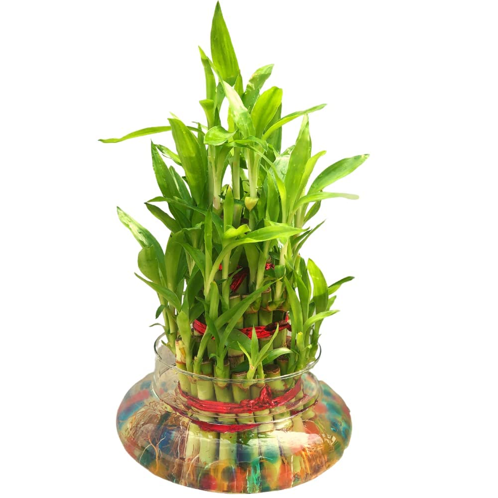 See full amazon price history chart for Abana Homes Lucky Bamboo Plant - 3 Layer Abana Homes Lucky Bamboo Plant - 3 Layer (B07R8R9XQH) Amazon Price History, Amazon Price Tracker
