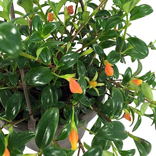 9GreenBox Goldfish Plant - 6" Hanging Basket - Thumbnail 3
