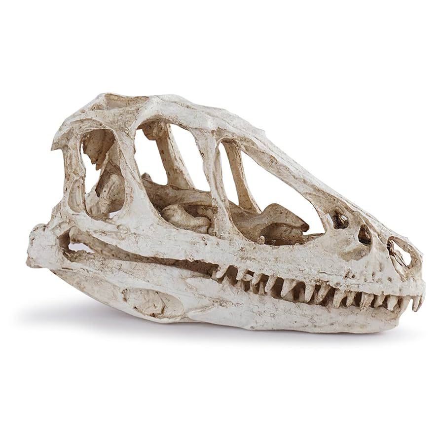 木彫　恐竜　バンビラプトル　頭骨模型実物大12cm 木彫 恐竜 バンビラプトル 頭骨模型実物大12cm - メルカリ