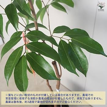 ライチ苗　実付き　8号　品種　ジャカパット 楽天市場】トロピカルフルーツ ライチ苗木 ジャカパット ライシ