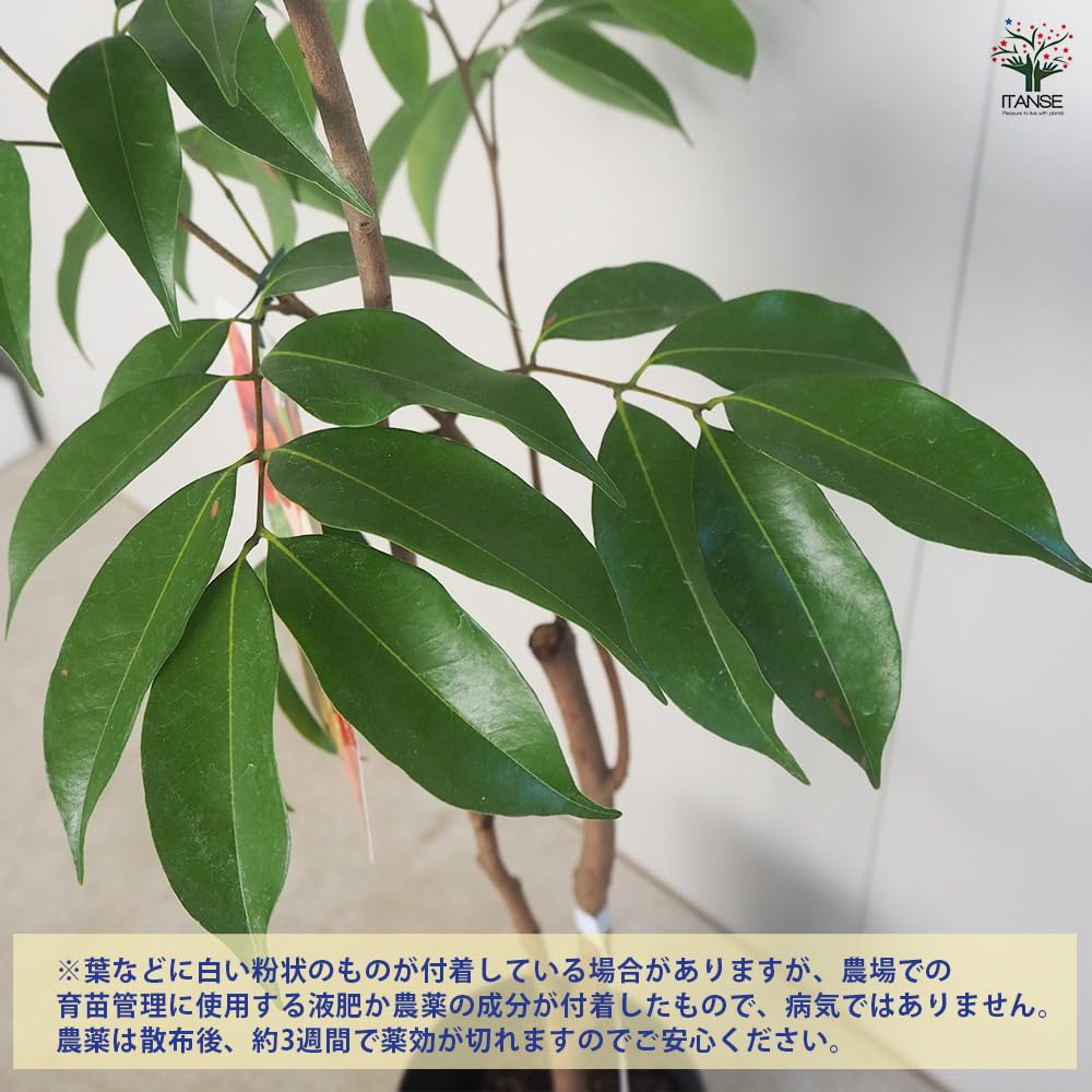 Amazon.co.jp: ITANSE ライチ ジャカパット 4号 1個売り