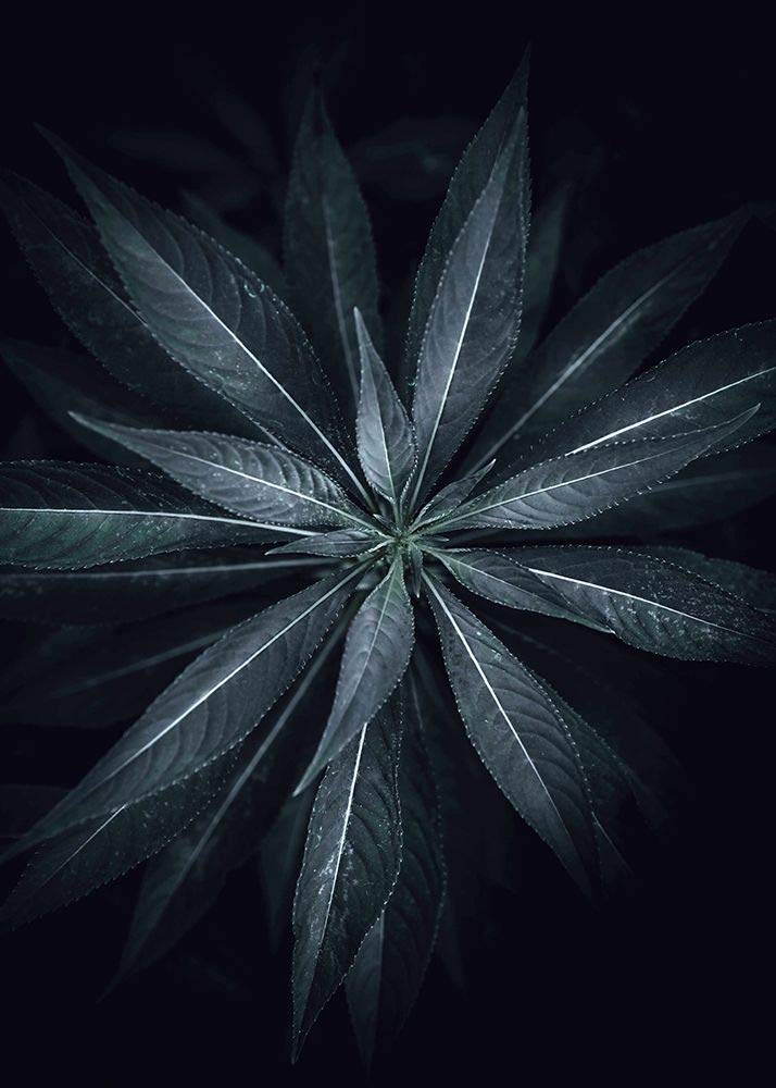 Star Flower Poster Print by Design Fabrikken Design Fabrikken (24 x 36)