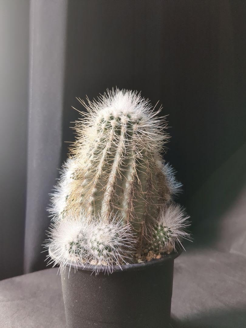 現地球 Copiapoa　コピアポア 雷血丸　カキコ自根　大群生 現地球 Copiapoa コピアポア 雷血丸 カキコ自根 サボテン
