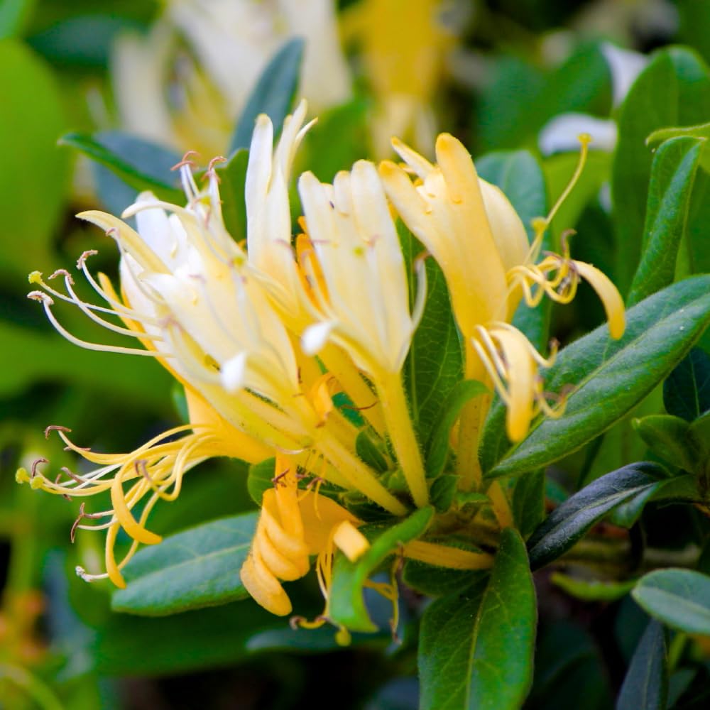 White Yellow Honeysuckle Bush live plant