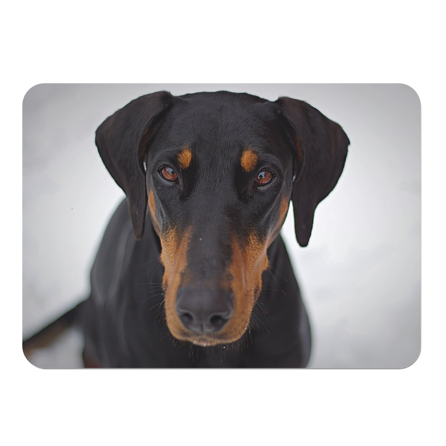 Napperons en liège Dobermann Pincher, set de table souple grand format finitions premium