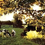 Cover of The Return of the Native