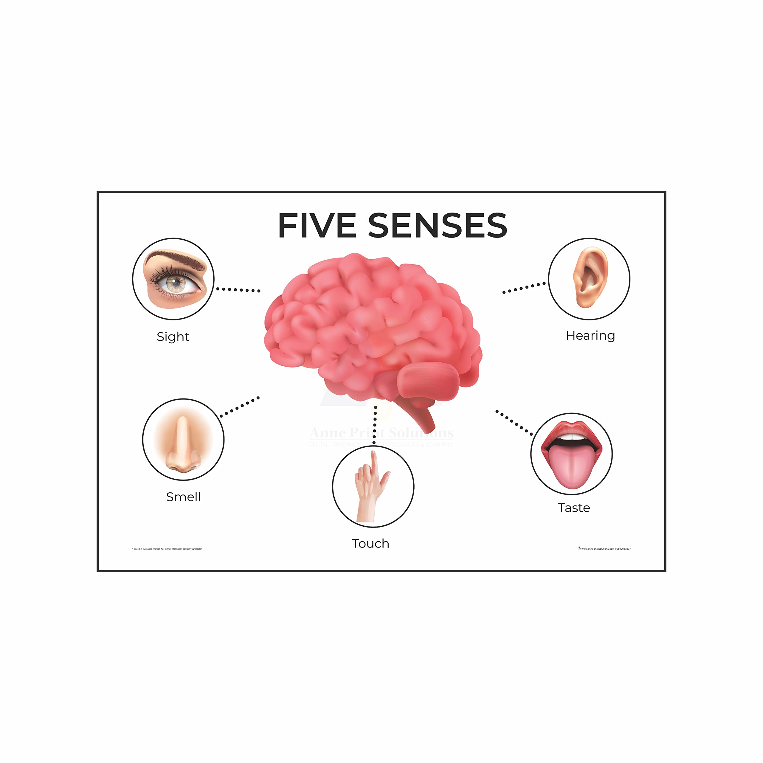 Anne Print Solutions® Five sense organs chart Posters For Hospital Posters | Nursing Home Posters | Clinic Posters Pack Of 1 Pcs Size 13 Inch X 19 Inch* Multicolor