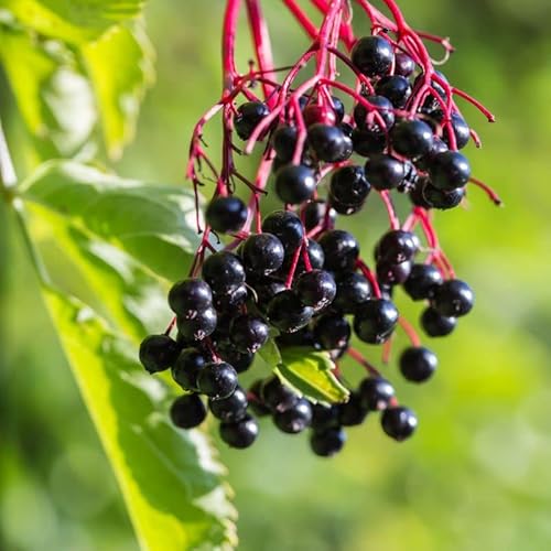 1000+ Mixed Fruit Seeds Berry Seeds For Planting-Strawberry Raspberry Blueberry Elderberry & Grape Seeds - Individually Packaged #TOP2