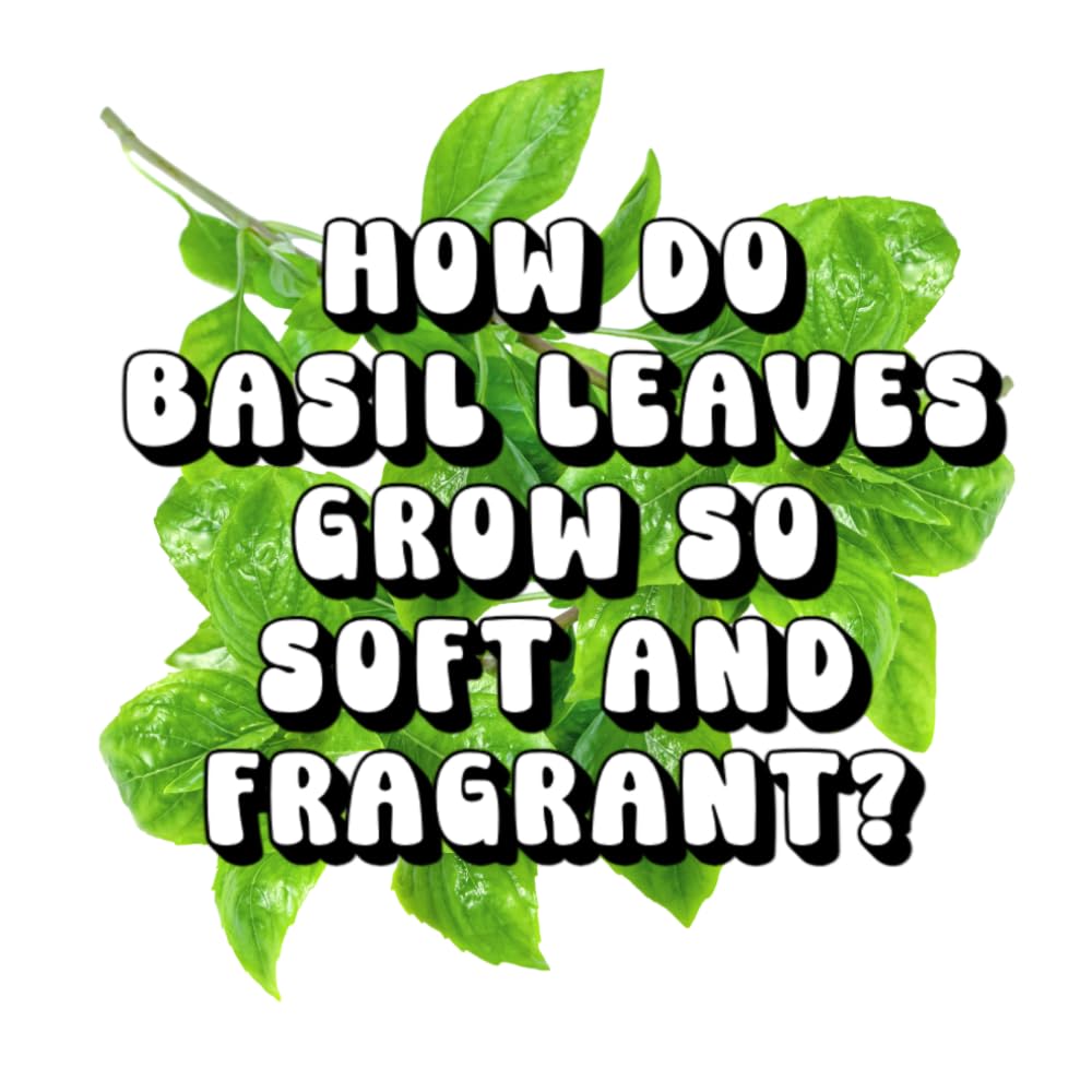 How Do Basil Leaves Grow so Soft and Fragrant?