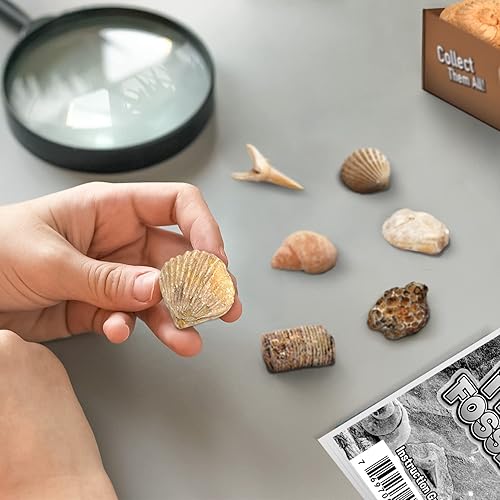 Miniatura 4 de Byncceh Kit de excavación de fósiles, juguetes educativos de ciencia STEM para niños a partir de 6 años, desenterrar 12 fósiles reales y rocas de
