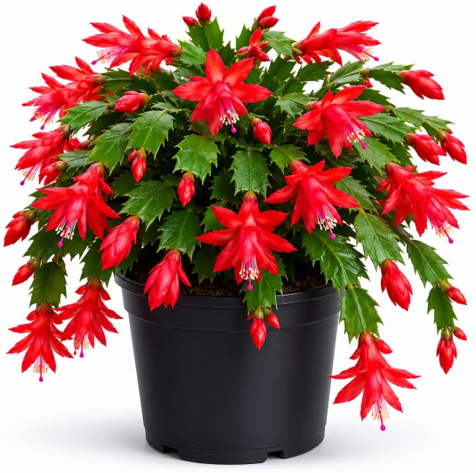 Red Christmas Cactus Plant Live for Planting Holiday Blooming Succulent Plant for Indoor Outdoor 4 to 6 Inch Tall