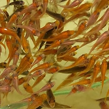 Amazon | 【生体】錦鯉 稚魚MIX 100匹 約1cm～5cm前後 コイ