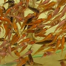 (Biologic) Nishiki Carp Fry Fish Mix, 100 Picks, Approximately 0.4 - 2.0 inches (1 - 5 cm), Carp Emuwai