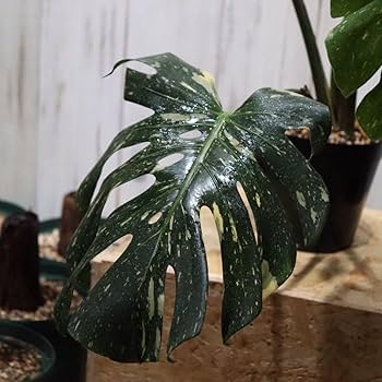 Amazon.co.jp: No.18大株モンステラ デリシオーサ タイコンステ