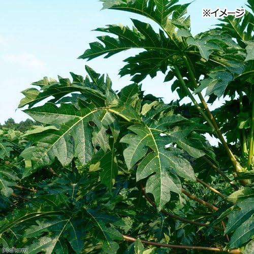 Amazon Co Jp 国産 パパイヤの新葉 30g お徳用パック 小動物用のおやつ 無添加 無着色 ペット用品