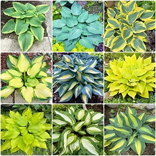 Funkien Pflanzen Winterhart - 4 Hosta Knollen Für Schatten Garten