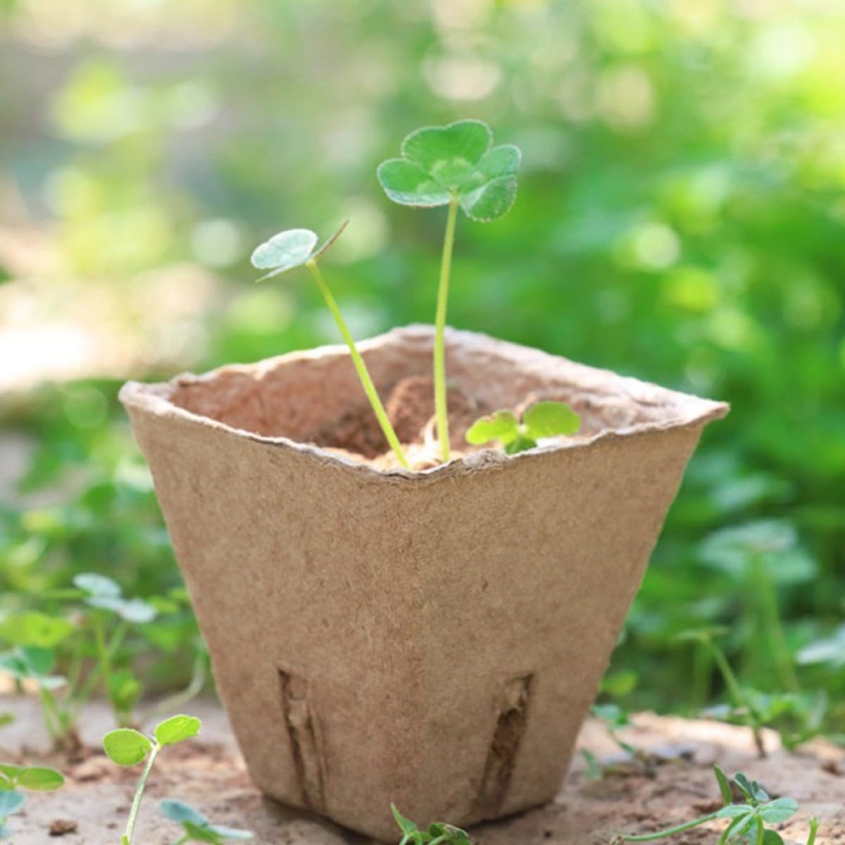 TOYANDONA 100pezzi Tazza Di Carta Per Coltivazione Vivaio Produzione Vivaistica Vaso Per Piante Degradabile Adatto Per Piantagione Di Succulente e Trapianto