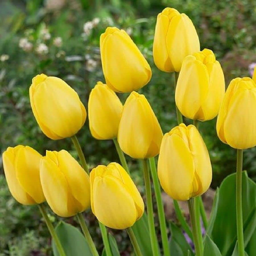 Live Green Imported Tulip Yellow Flower Bulbs Multi-Qty Packs (1 Bulbs) (B0BPPJG5QD) Amazon Price History, Amazon Price Tracker