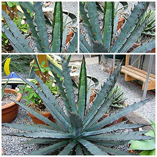 Amazon｜【種子】Agave Xylonacantha 
