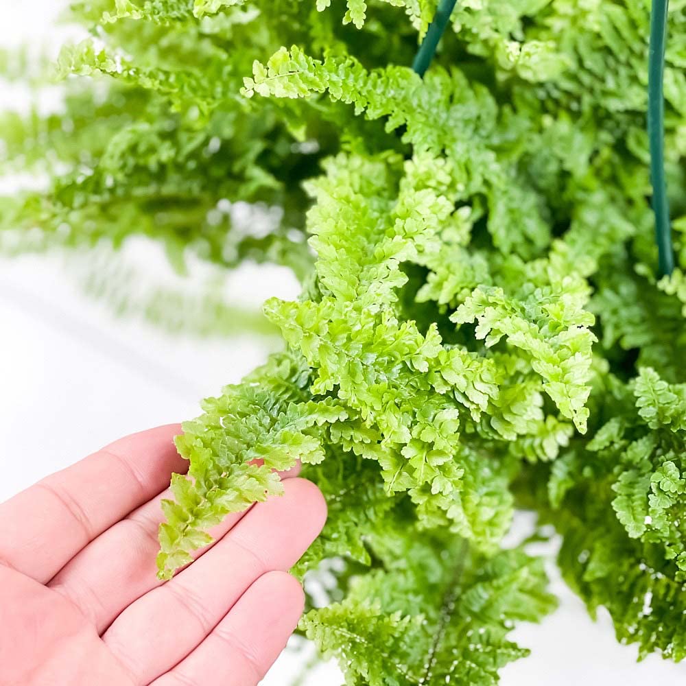 Amazon｜PLANCHU 観葉植物 ネフロレピス フラッフィーラッフルズ 5号