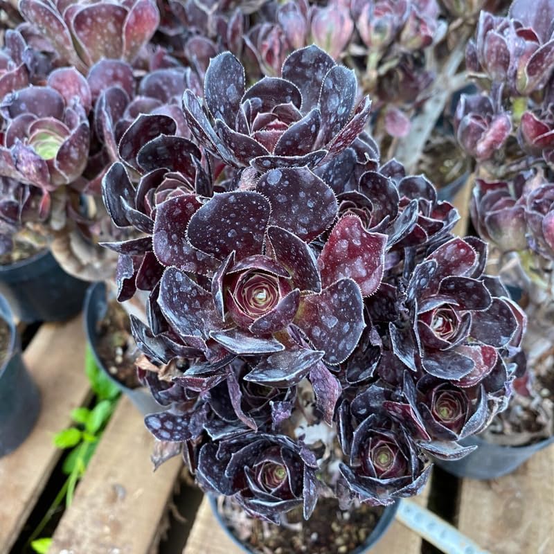 Aeonium - Planta de rosa negra viva en maceta de 4 pulgadas Plantas suculentas negras vivas Ideal para decoración moderna del hogar, exhibiciones