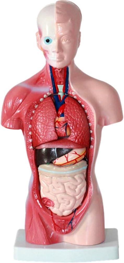 QTMY 11" Torso Model Human Body Anatomical Organ Structure Models for School Education,Removable Part