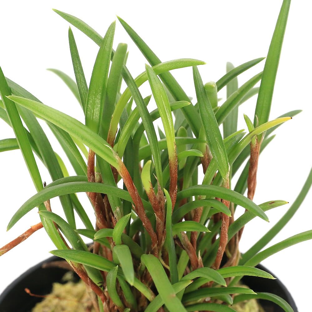 Amazon.co.jp: （観葉植物）洋ラン セラトスティリス フィリピネンシス