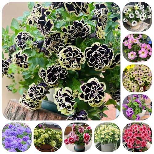 semi di petunia perenne di recisi, rampicanti resistenti di petunia sospese resistenti per il giardino selvatici, balcone, 600pcs