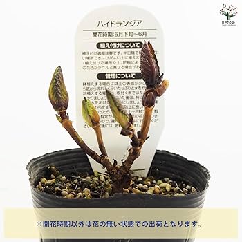 輸入アジサイ 苗 5種セット！② くぅ様専用 輸入アジサイ 苗5種セット！⑤