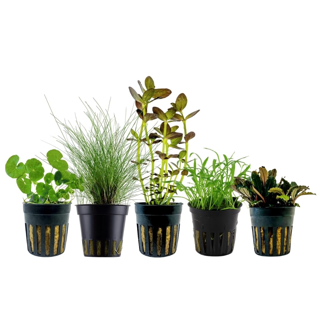 AquaOne Plantas de acuario I 5 x plantas acuáticas I Plantas de acuario principiantes I Buchephalandra Eleocharis Bacopa Lilaeopsis I Juego de 5 plantas de acuario