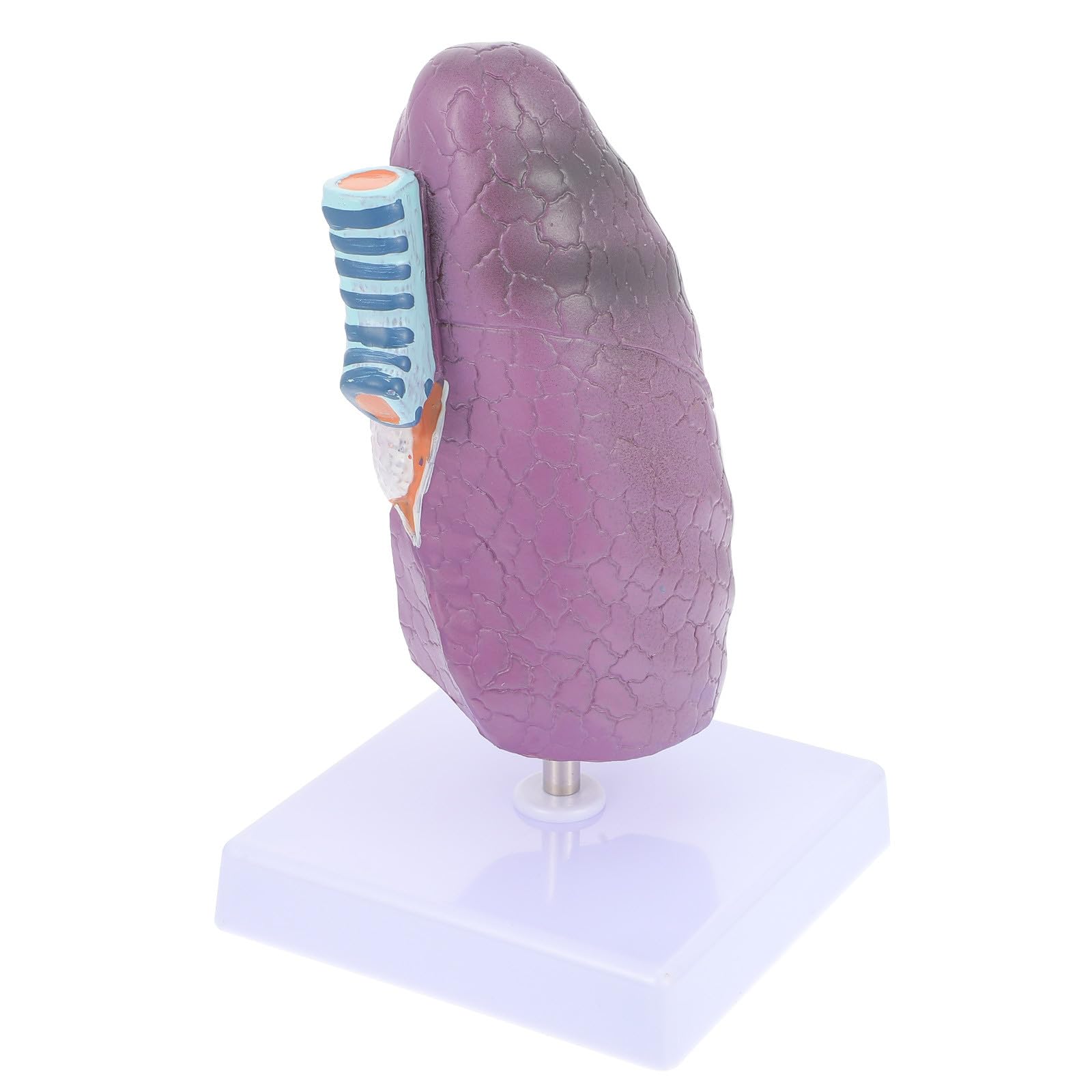 YARNOW Modèle Pulmonaire Anatomique Réaliste en Plastique pour Enseignement de L'anatomie et Physiologie, Matériel Éducatif pour Étudiants en Sciences Médicales