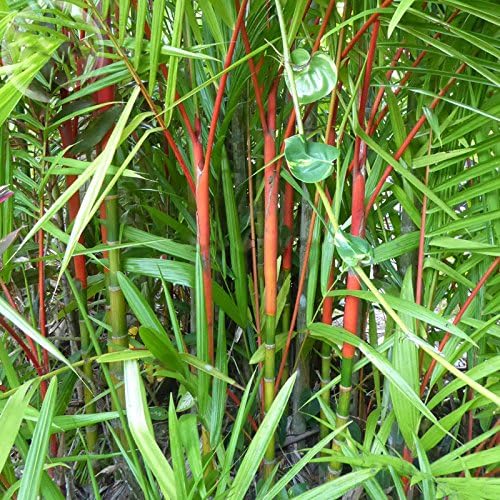 YoYoBoo DD 2016 Lipstick Palm 2 Pack Cyrtostachys Renda Tree