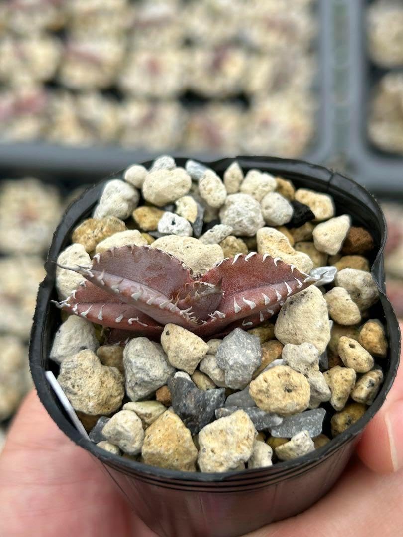 アガベ オテロイ ⑧ 【公式通販】