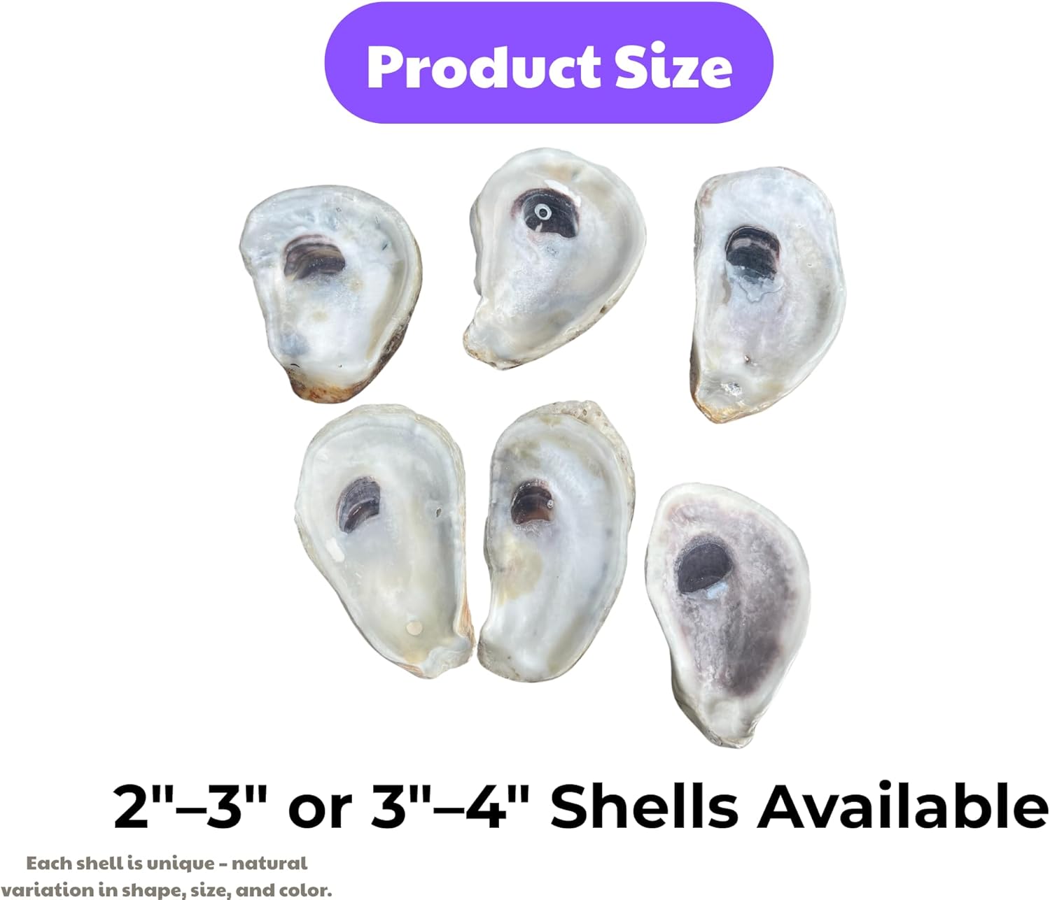 Flat Oyster Shells for Crafts – Cleaned & Ready 2"–3" or 3"–4" Shells for Decoupage, Ornaments, Coastal Art & DIY Decor – 20–500 PCS (500 Flats (2-3 inches))