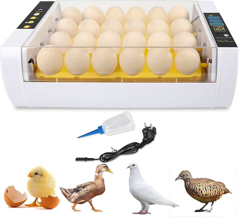 Amazon.co.uk quail egg