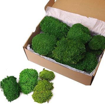 2 sq.ft Preserved Moss for Wall Decor Table Decor for DIY Bowl ForestGreen -2.0sq.ft