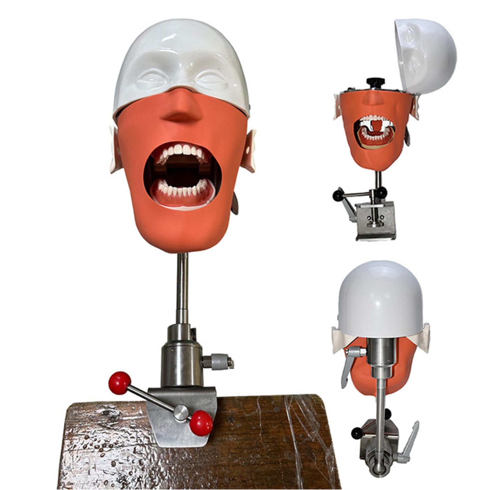 Modello Di Testa Di Phantom Dentale, Simulatore Dentale Phantom Head Training Per Dentisti Assistenti Dentali Pratica Dentista Insegnamento Modello Di Pratica, Con Montaggio Su Banco,Sicuro E Inodore