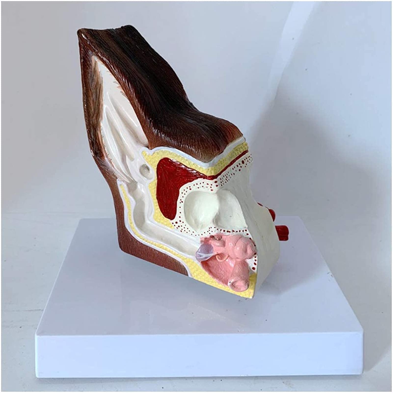 Model szkieletu, anatomiczny model ucha psa, model ucha psa, model medycznego ucha psa, model do nauki, nauczania, model medyczny do demonstracji medycznej