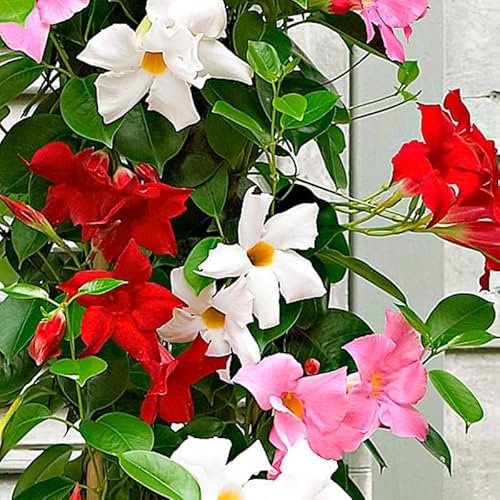 3 Mix Mandevilla Plants Live, 5-10” Tall Flowering Mandevilla Vines for Trellis, Outdoor Patio, Garden Pots, Trailing Mandevilla Seedlings