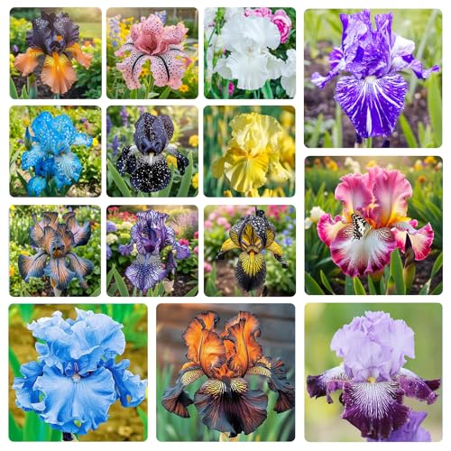 80+ Perennial Iris Seeds for Planting,Rare Variety Flower Seed-Non-GMO Heirloom